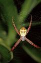Argiope_picta_F0768_Z_85_Palmerstone park_Australie